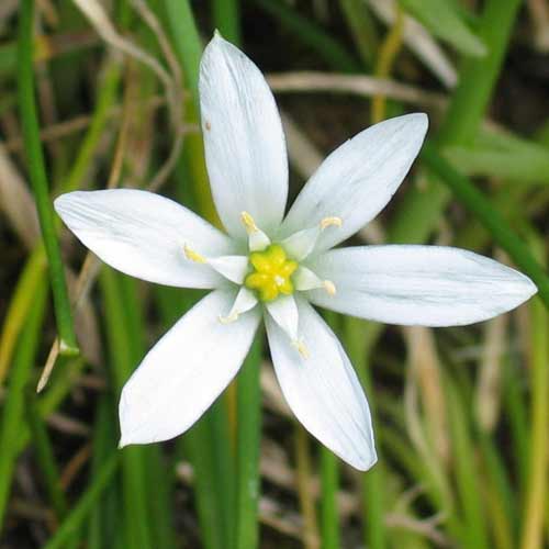 ORNITHOGALUM magnum (lot de 3) ORNITHOGALUM magnum (lot de 3)