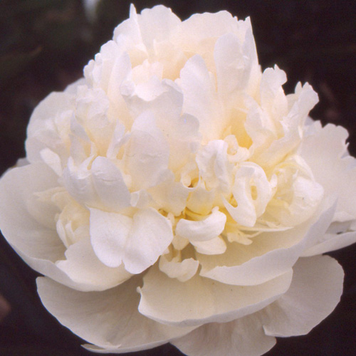 PAEONIA 'Blush Queen' PAEONIA 'Blush Queen'