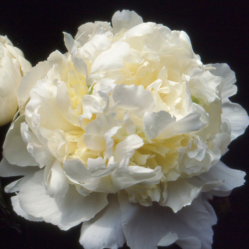 PAEONIA 'Candidissima' PAEONIA 'Candidissima'