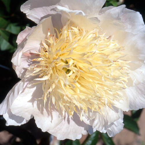PAEONIA 'Carrara' PAEONIA 'Carrara'