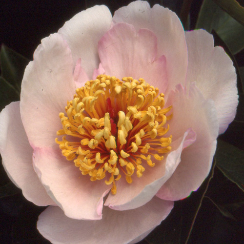 PAEONIA 'Chalice' PAEONIA 'Chalice'