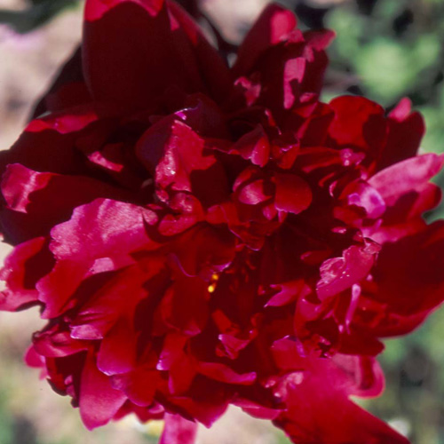 PAEONIA 'Chippewa' PAEONIA 'Chippewa'
