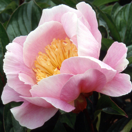 PAEONIA 'Fanny Crosby' PAEONIA 'Fanny Crosby'