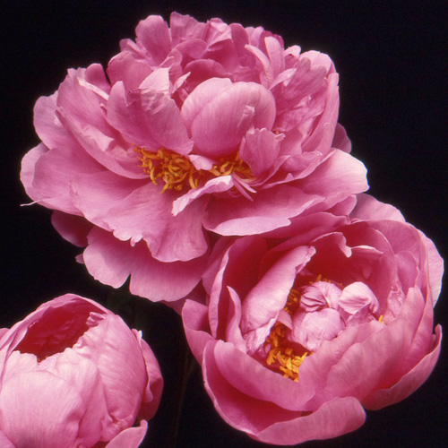 PAEONIA 'Gilbert Barthelot' PAEONIA 'Gilbert Barthelot'