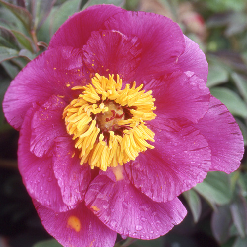 PAEONIA officinalis 'Mollis' PAEONIA officinalis 'Mollis'