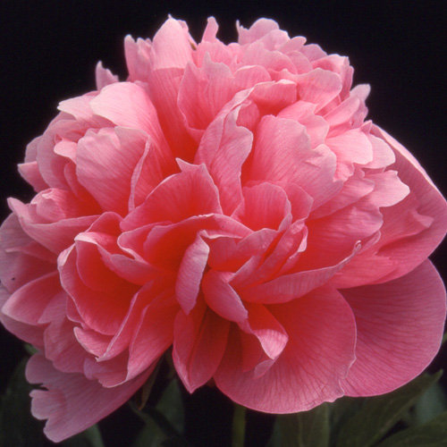 PAEONIA officinalis 'Rosea Plena' PAEONIA officinalis 'Rosea Plena'