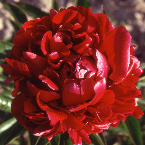 PAEONIA 'Peter Brand' PAEONIA 'Peter Brand'
