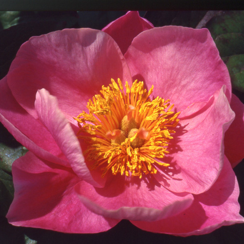PAEONIA 'Pink Chalice' PAEONIA 'Pink Chalice'