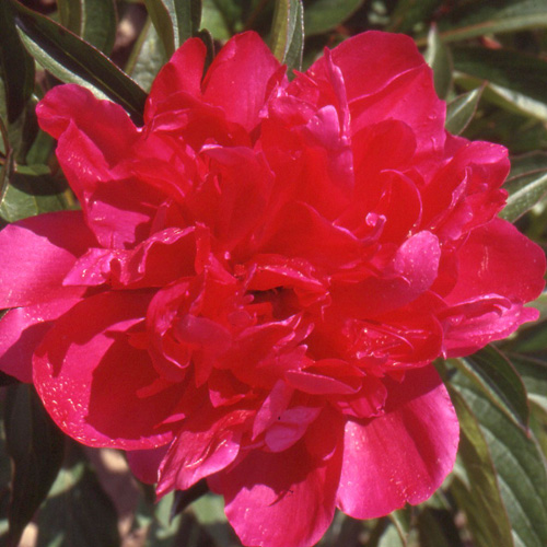 PAEONIA 'Richard Carvel' PAEONIA 'Richard Carvel'