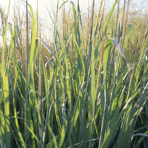 PANICUM virgatum 'Dallas Blues' PANICUM virgatum 'Dallas Blues'