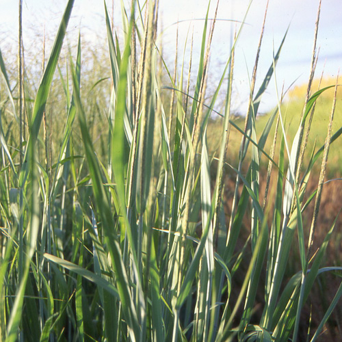 PANICUM virgatum 'Dallas Blues' PANICUM virgatum 'Dallas Blues'