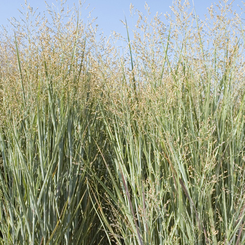 PANICUM virgatum 'Heavy Metal' PANICUM virgatum 'Heavy Metal'