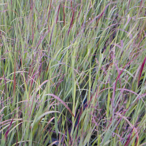 PANICUM virgatum 'Heiliger Hain' PANICUM virgatum 'Heiliger Hain'