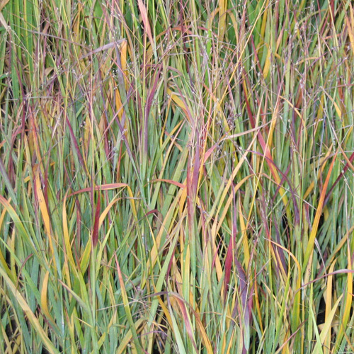 PANICUM virgatum 'Heiliger Hain' PANICUM virgatum 'Heiliger Hain'