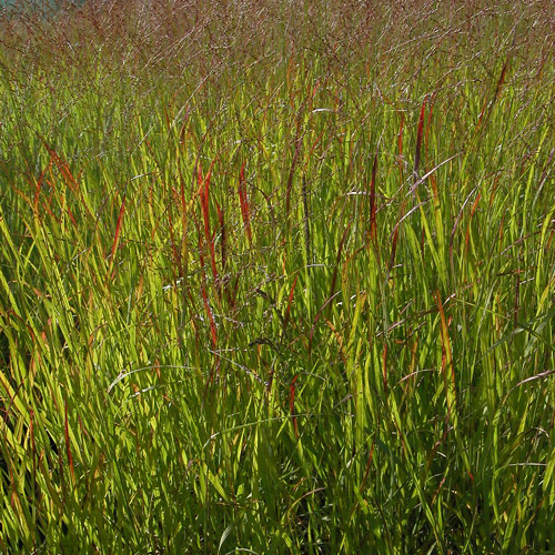 PANICUM virgatum 'Rehbraun' PANICUM virgatum 'Rehbraun'