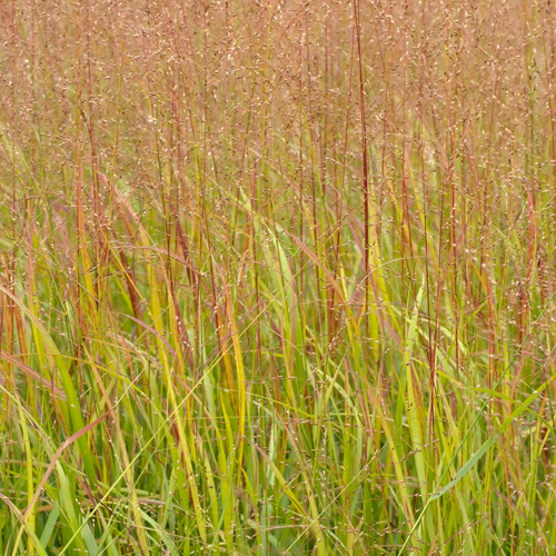 PANICUM virgatum 'Rotstrahlbusch' ('Hänse Herms') PANICUM virgatum 'Rotstrahlbusch' ('Hänse Herms')