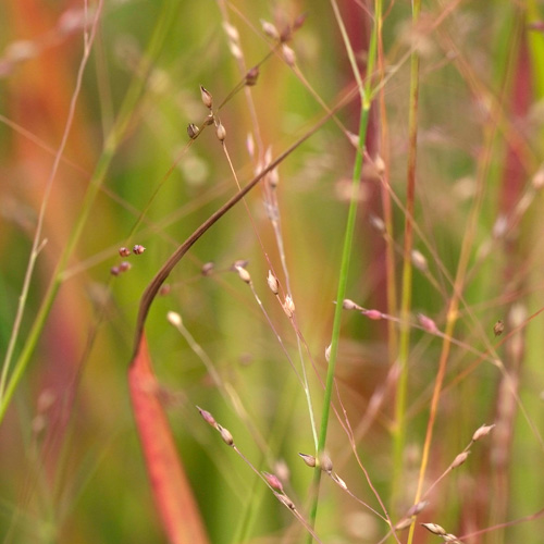 PANICUM virgatum 'Rotstrahlbusch' ('Hänse Herms') PANICUM virgatum 'Rotstrahlbusch' ('Hänse Herms')