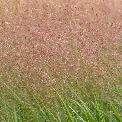 PANICUM virgatum 'Warrior' PANICUM virgatum 'Warrior'