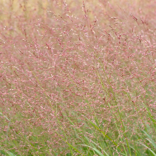 PANICUM virgatum 'Warrior' PANICUM virgatum 'Warrior'