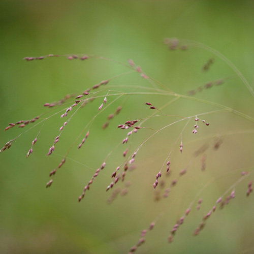 PANICUM virgatum 'Warrior' PANICUM virgatum 'Warrior'