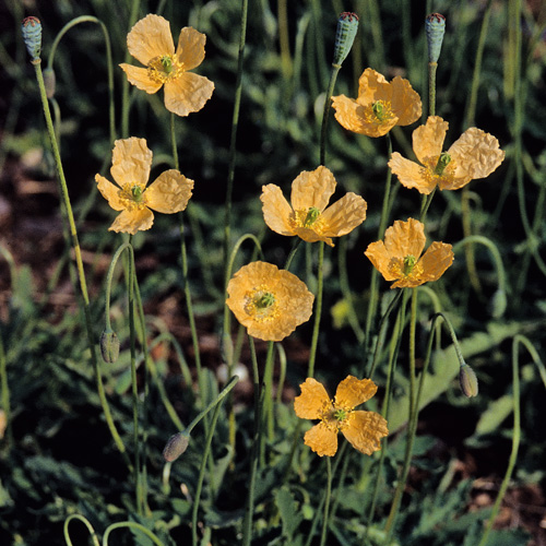 PAPAVER atlanticum PAPAVER atlanticum