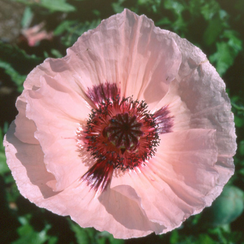 PAPAVER orientale 'Karine' PAPAVER orientale 'Karine'
