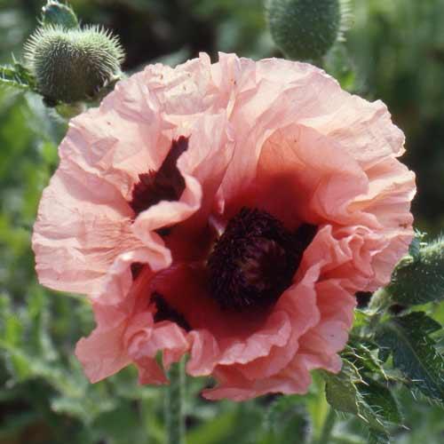 PAPAVER orientale 'Mrs Perry' PAPAVER orientale 'Mrs Perry'