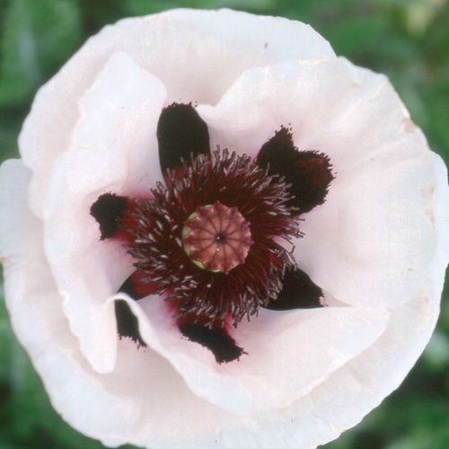 PAPAVER orientale 'Perry's White' PAPAVER orientale 'Perry's White'
