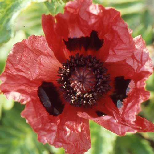 PAPAVER orientale 'Rapsberry Queen' PAPAVER orientale 'Rapsberry Queen'
