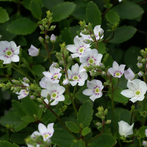 PARAHEBE lyallii PARAHEBE lyallii