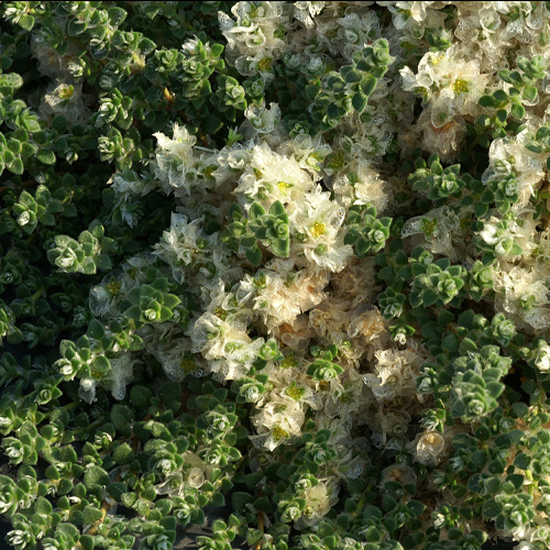 PARONYCHIA kapela ssp. serpyllifolia PARONYCHIA kapela ssp. serpyllifolia