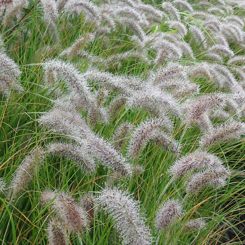 PENNISETUM alopecuroides (compressum) PENNISETUM alopecuroides (compressum)