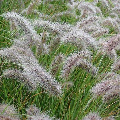 PENNISETUM alopecuroides (compressum) PENNISETUM alopecuroides (compressum)