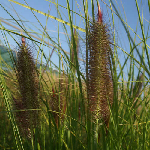 PENNISETUM alopecuroides 'Géant d'Argoat' PENNISETUM alopecuroides 'Géant d'Argoat'