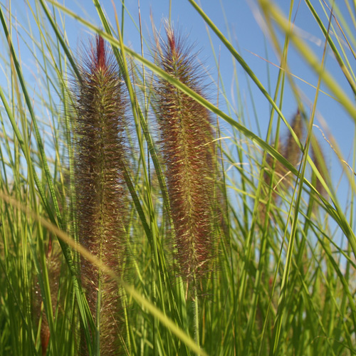 PENNISETUM alopecuroides 'Géant d'Argoat' PENNISETUM alopecuroides 'Géant d'Argoat'