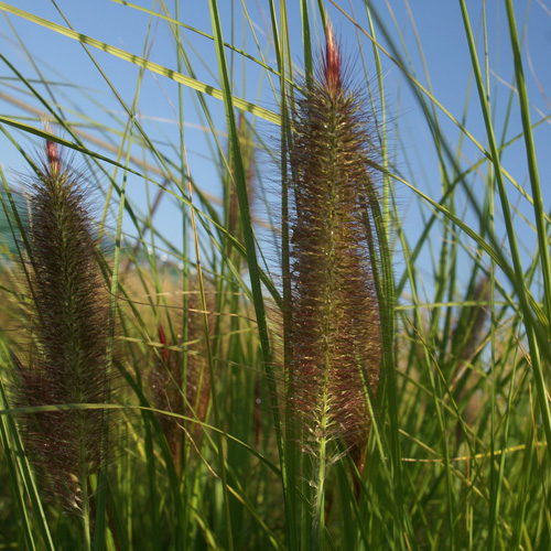 PENNISETUM alopecuroides 'Géant d'Argoat' PENNISETUM alopecuroides 'Géant d'Argoat'