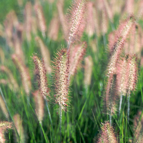 PENNISETUM alopecuroides 'Herbstzauber' PENNISETUM alopecuroides 'Herbstzauber'
