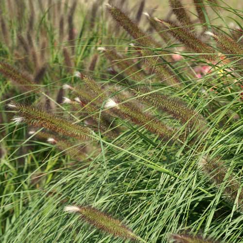 PENNISETUM alopecuroides 'Magic' PENNISETUM alopecuroides 'Magic'