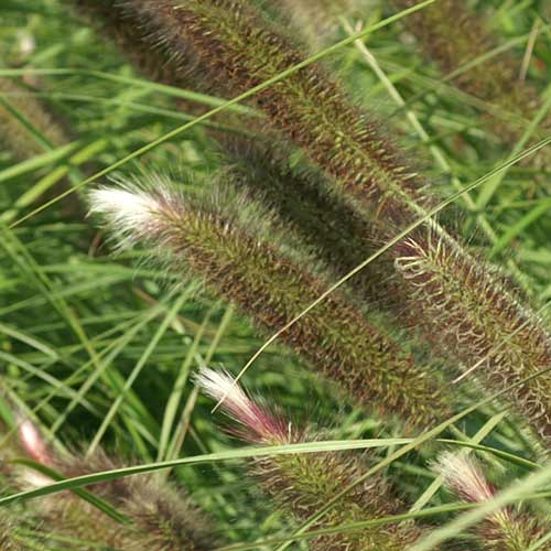 PENNISETUM alopecuroides 'Magic' PENNISETUM alopecuroides 'Magic'