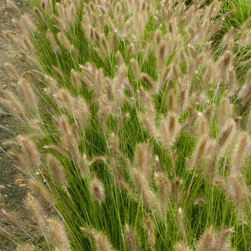 PENNISETUM alopecuroides 'René Guy Cadou' PENNISETUM alopecuroides 'René Guy Cadou'