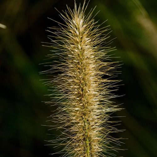 PENNISETUM alopecuroides 'René Guy Cadou' PENNISETUM alopecuroides 'René Guy Cadou'