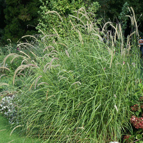 PENNISETUM orientale 'Tall Tails' PENNISETUM orientale 'Tall Tails'