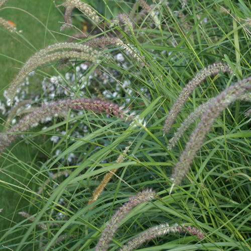 PENNISETUM orientale 'Tall Tails' PENNISETUM orientale 'Tall Tails'