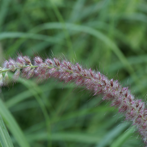 PENNISETUM orientale 'Tall Tails' PENNISETUM orientale 'Tall Tails'