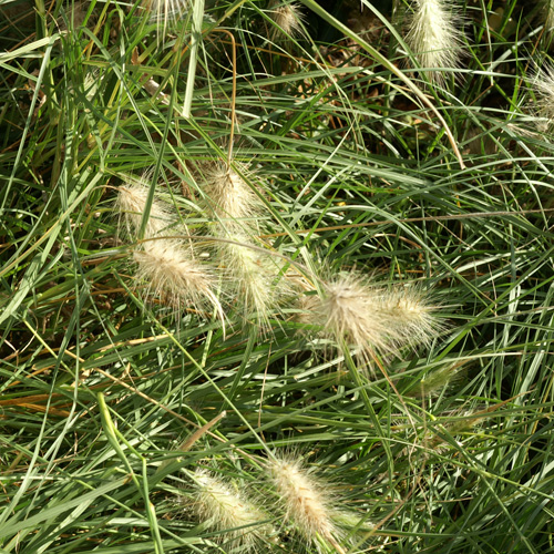 PENNISETUM villosum PENNISETUM villosum