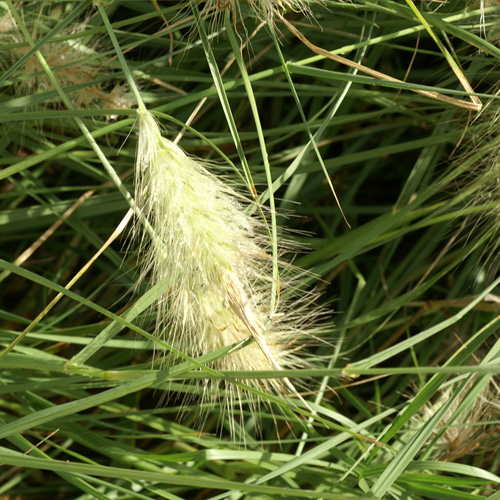 PENNISETUM villosum PENNISETUM villosum