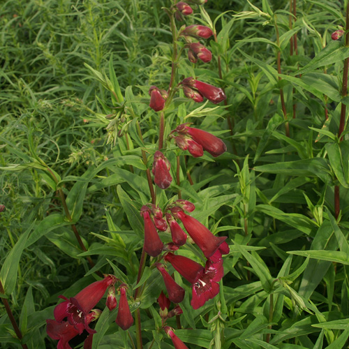 PENSTEMON 'Blackbird' PENSTEMON 'Blackbird'