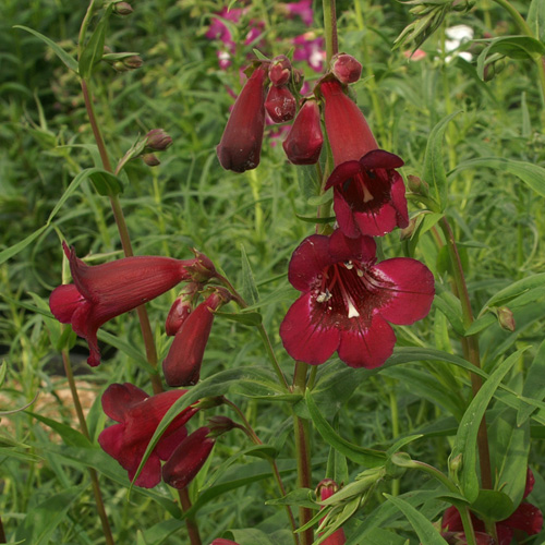 PENSTEMON 'Blackbird' PENSTEMON 'Blackbird'