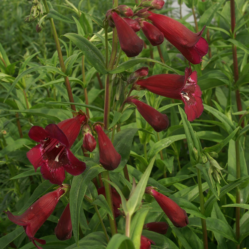 PENSTEMON 'Blackbird' PENSTEMON 'Blackbird'