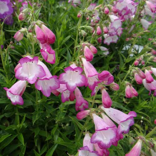 PENSTEMON 'Pensham Laura' PENSTEMON 'Pensham Laura'